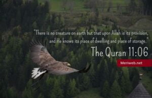 beautiful-quran-quotes
